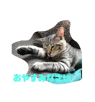 とらねこの日々（個別スタンプ：2）