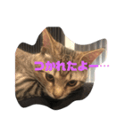 とらねこの日々（個別スタンプ：3）
