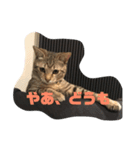 とらねこの日々（個別スタンプ：4）
