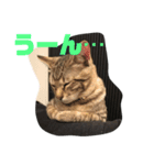 とらねこの日々（個別スタンプ：6）