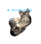 とらねこの日々（個別スタンプ：7）
