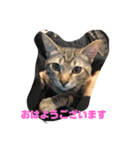とらねこの日々（個別スタンプ：8）