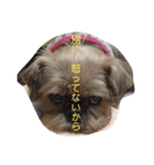 にょんの仲間たち（個別スタンプ：1）