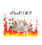 ゴールデンレトリバーのチェガンくん（個別スタンプ：18）