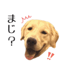 ゴールデンレトリバーのチェガンくん（個別スタンプ：27）