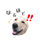 ゴールデンレトリバーのチェガンくん（個別スタンプ：28）