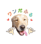 ゴールデンレトリバーのチェガンくん（個別スタンプ：33）