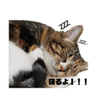 にんにんと仲間たち2（個別スタンプ：3）