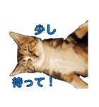 にんにんと仲間たち2（個別スタンプ：10）