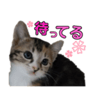 にんにんと仲間たち2（個別スタンプ：11）