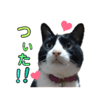 にんにんと仲間たち2（個別スタンプ：12）