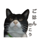 にんにんと仲間たち2（個別スタンプ：14）