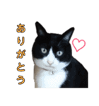 にんにんと仲間たち2（個別スタンプ：16）