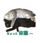 にんにんと仲間たち2（個別スタンプ：20）
