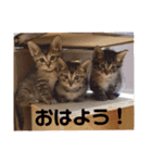気まぐれニャンズ 1（個別スタンプ：2）