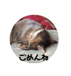 気まぐれニャンズ 1（個別スタンプ：12）