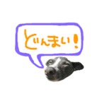 ロディ男スタンプ第3弾！（個別スタンプ：11）