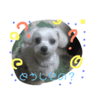 マルチーズの使えるスタンプ（個別スタンプ：8）