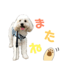 chef and cookie 1（個別スタンプ：3）