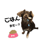 chef and cookie 1（個別スタンプ：4）