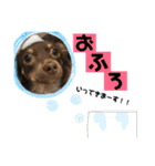 chef and cookie 1（個別スタンプ：5）