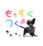 chef and cookie 1（個別スタンプ：12）