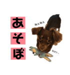chef and cookie 1（個別スタンプ：13）