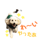 chef and cookie 1（個別スタンプ：16）