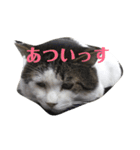 そとにゃんすたんぷ（個別スタンプ：4）