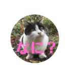そとにゃんすたんぷ（個別スタンプ：5）