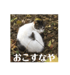 そとにゃんすたんぷ（個別スタンプ：6）