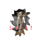 そとにゃんすたんぷ（個別スタンプ：8）