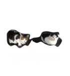そとにゃんすたんぷ（個別スタンプ：10）