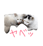 そとにゃんすたんぷ（個別スタンプ：12）