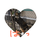 そとにゃんすたんぷ（個別スタンプ：14）