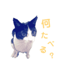メロの日常 2（個別スタンプ：1）