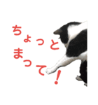 メロの日常 2（個別スタンプ：3）