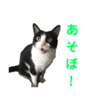 メロの日常 2（個別スタンプ：5）