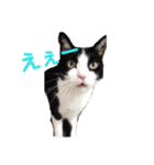 メロの日常 2（個別スタンプ：6）