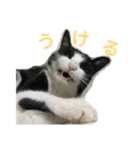 メロの日常 2（個別スタンプ：8）