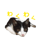 メロの日常 2（個別スタンプ：11）