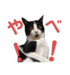 メロの日常 2（個別スタンプ：12）