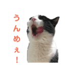 メロの日常 2（個別スタンプ：15）