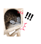 ポポ・ビルススタンプ（個別スタンプ：2）
