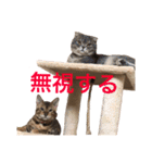 ポポ・ビルススタンプ（個別スタンプ：3）