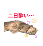 ポポ・ビルススタンプ（個別スタンプ：4）