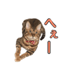 ポポ・ビルススタンプ（個別スタンプ：10）