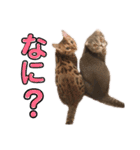 ポポ・ビルススタンプ（個別スタンプ：12）