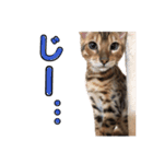 ポポ・ビルススタンプ（個別スタンプ：14）