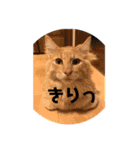 メインクーンと黒猫と亀と鳩のスタンプ（個別スタンプ：8）